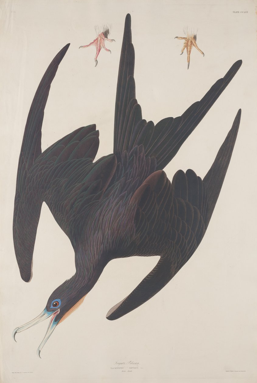 Fregatti Pelikaani tekijältä Robert Havell after John James Audubon