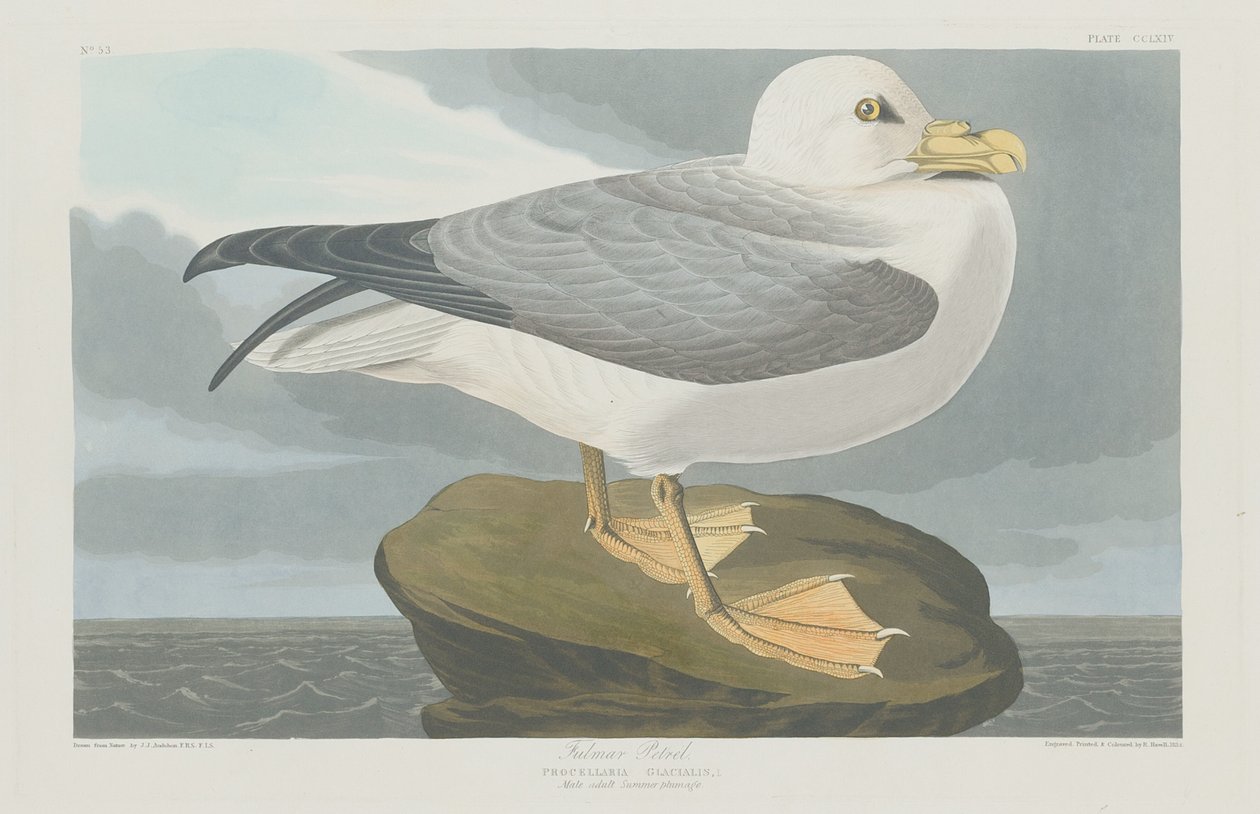 Fulmer Petrel tekijältä Robert Havell after John James Audubon