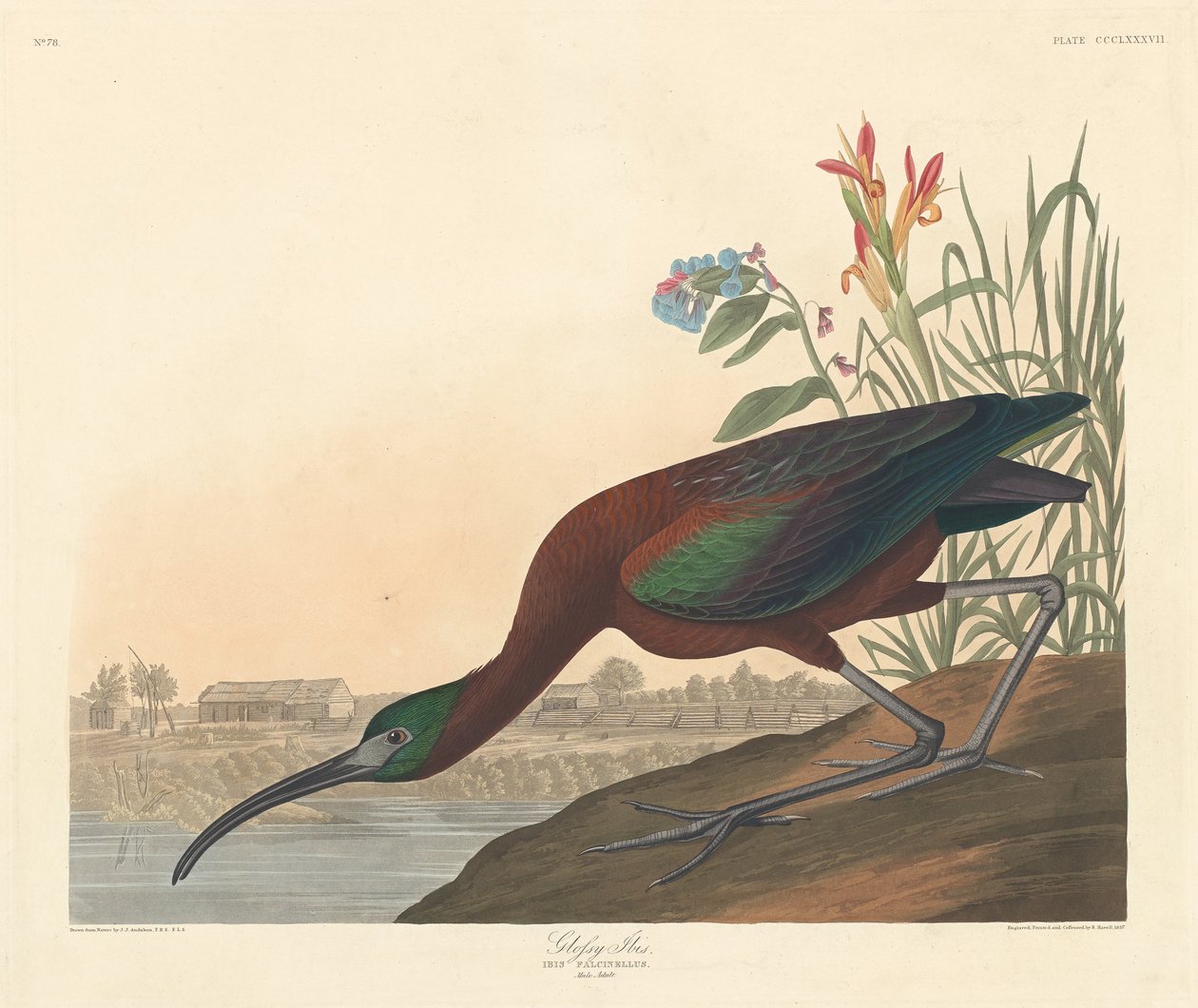Kiiltävä Ibis tekijältä Robert Havell after John James Audubon