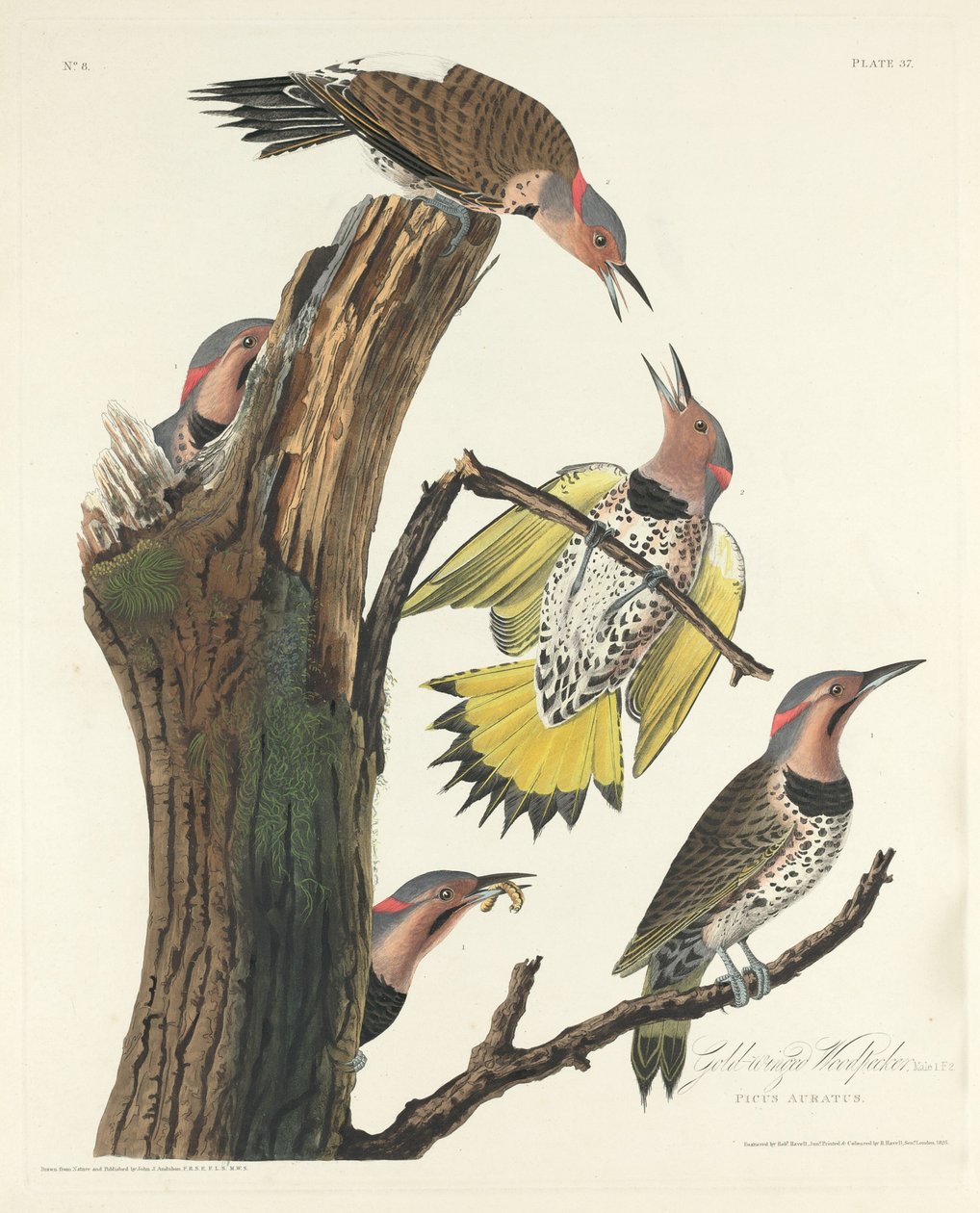 Kultasiipinen tikka tekijältä Robert Havell after John James Audubon