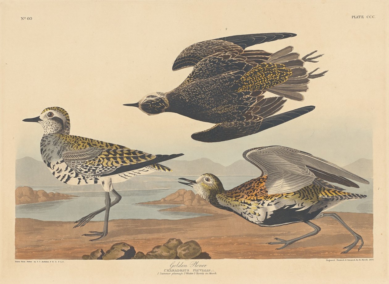 Golden Plover tekijältä Robert Havell after John James Audubon