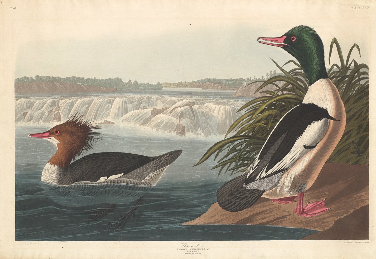 Goosander tekijältä Robert Havell after John James Audubon