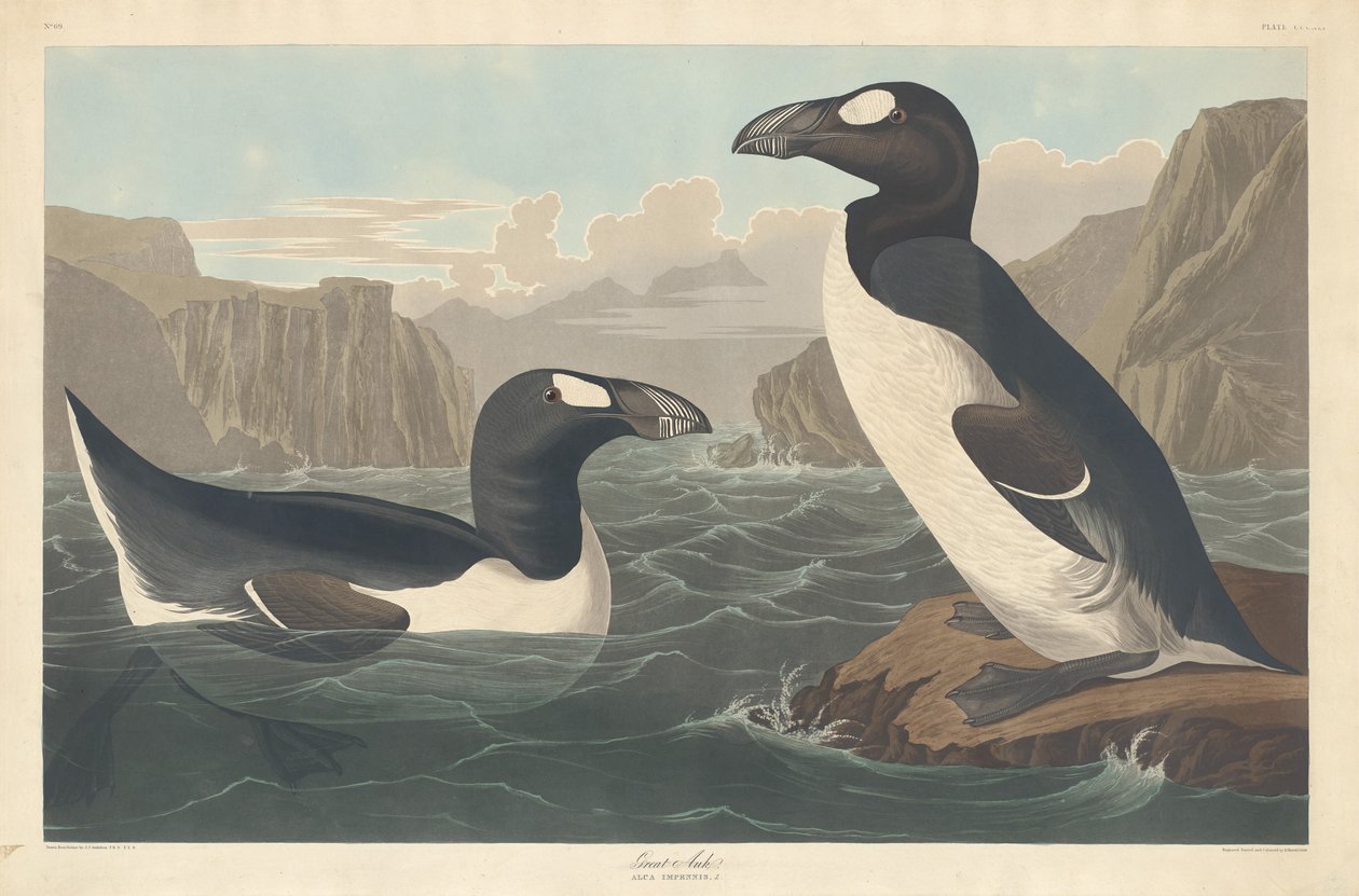Hieno Auk tekijältä Robert Havell after John James Audubon