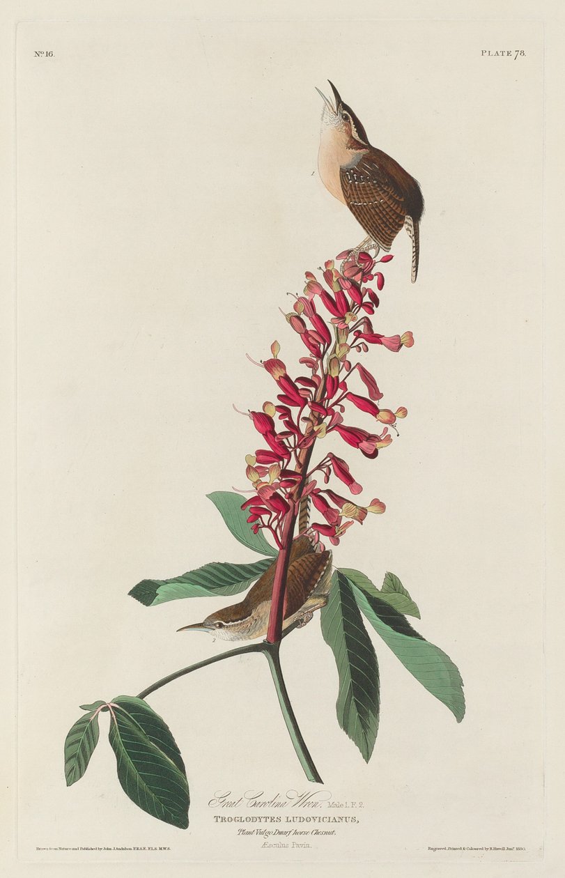 Hieno Carolina Wren tekijältä Robert Havell after John James Audubon