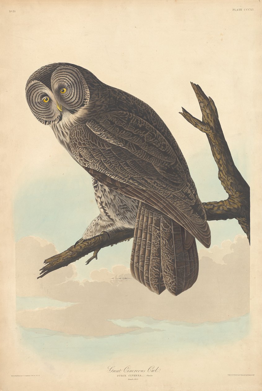 Suuri pöllö tekijältä Robert Havell after John James Audubon