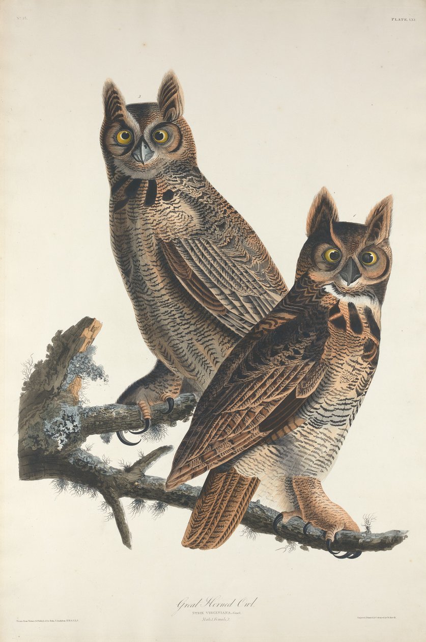 Suuri sarvipöllö tekijältä Robert Havell after John James Audubon