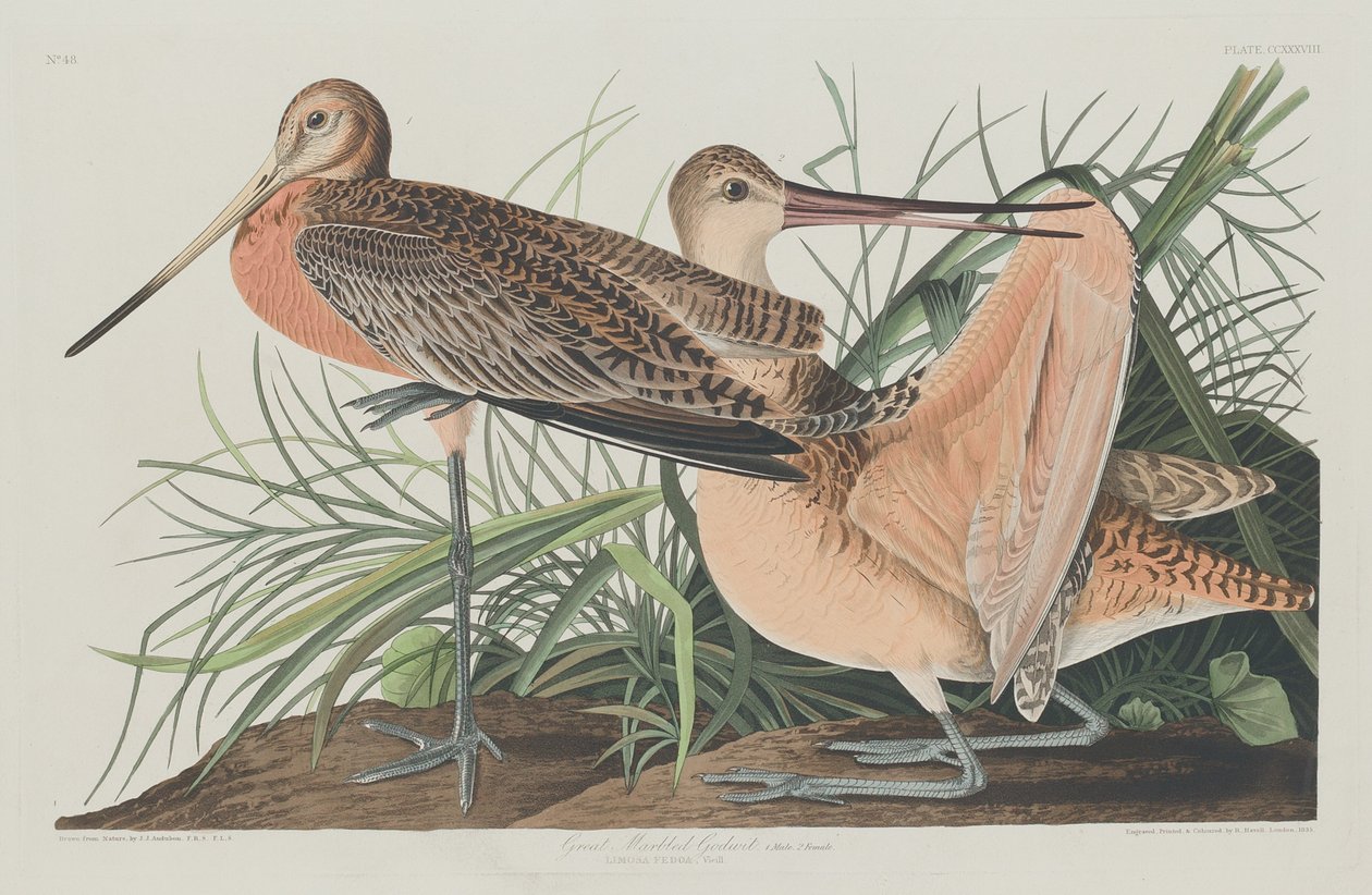 Suuri marmoroitu Godwit tekijältä Robert Havell after John James Audubon