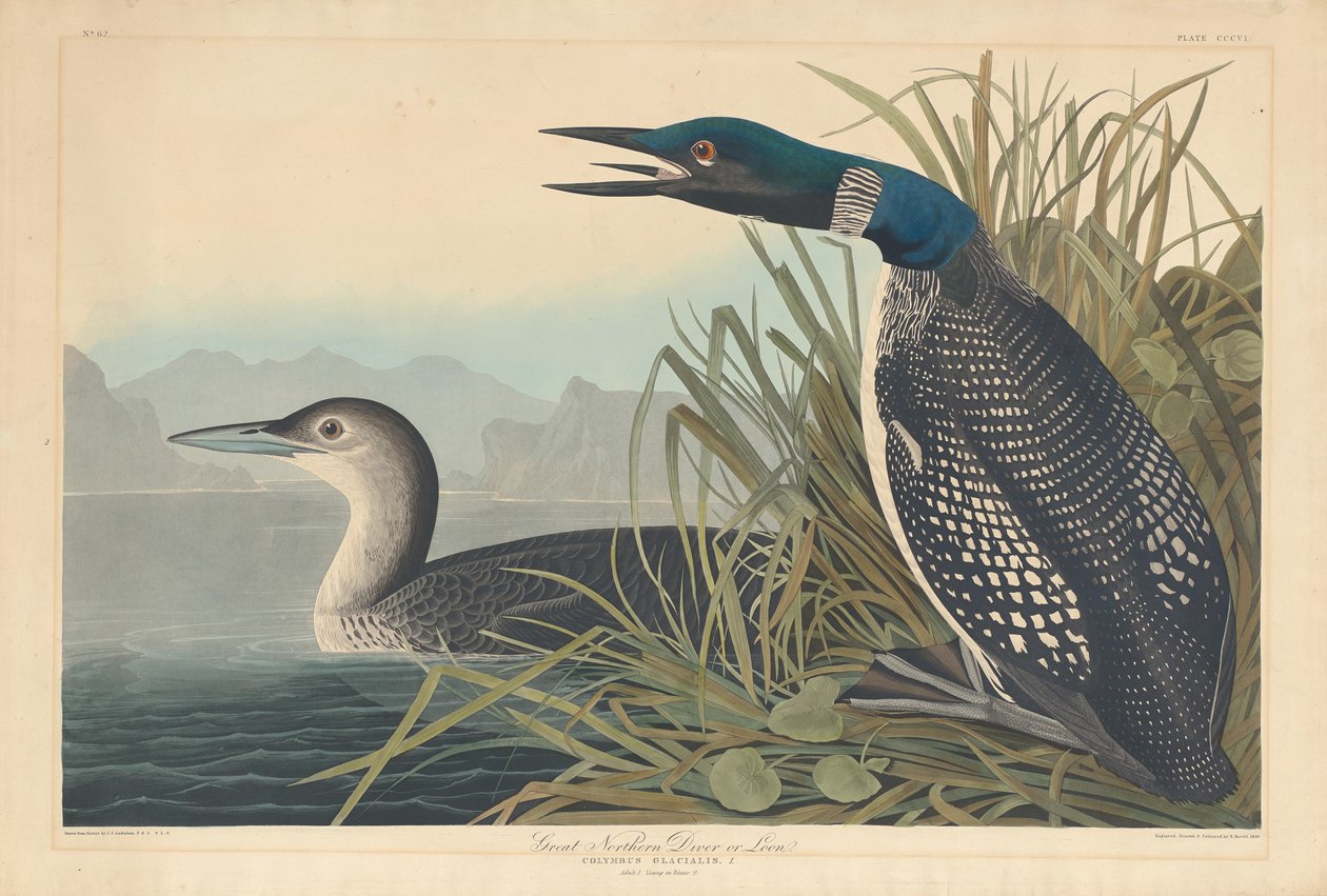 Great Northern Diver tai Loon tekijältä Robert Havell after John James Audubon