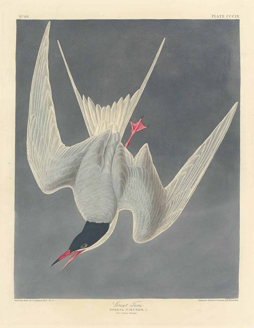 Isotiira tekijältä Robert Havell after John James Audubon