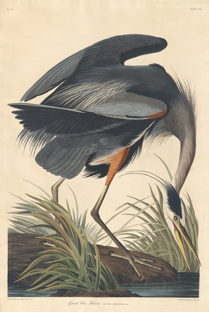 Suuri sininen Heron tekijältä Robert Havell after John James Audubon