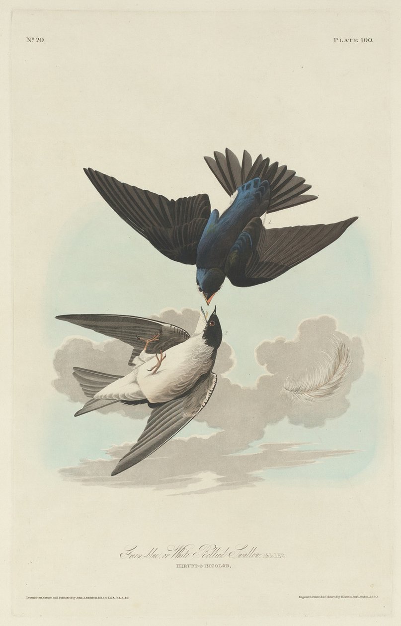 Vihreänsininen tai valkovatsainen pääskynen tekijältä Robert Havell after John James Audubon