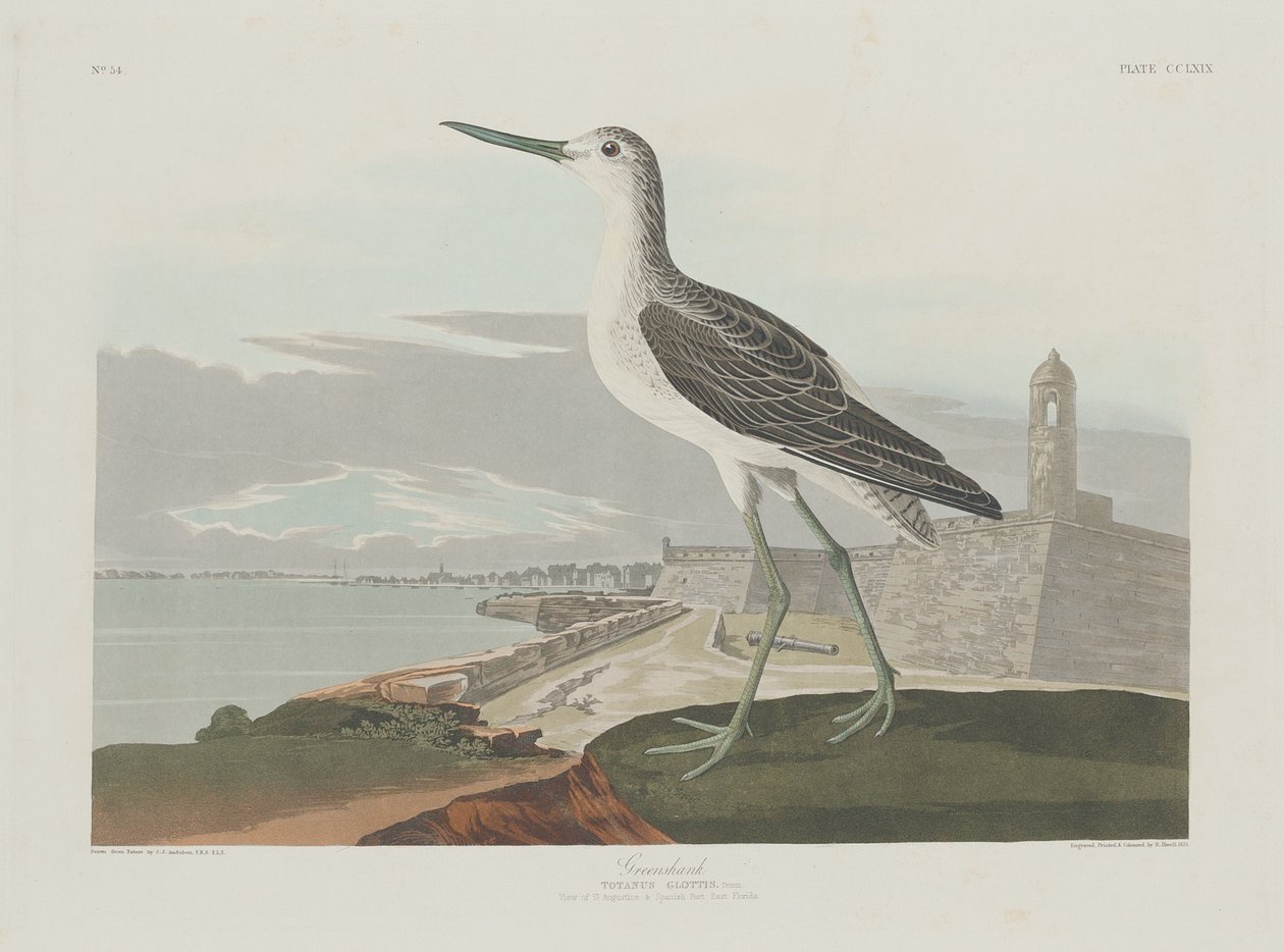 Greenshank tekijältä Robert Havell after John James Audubon