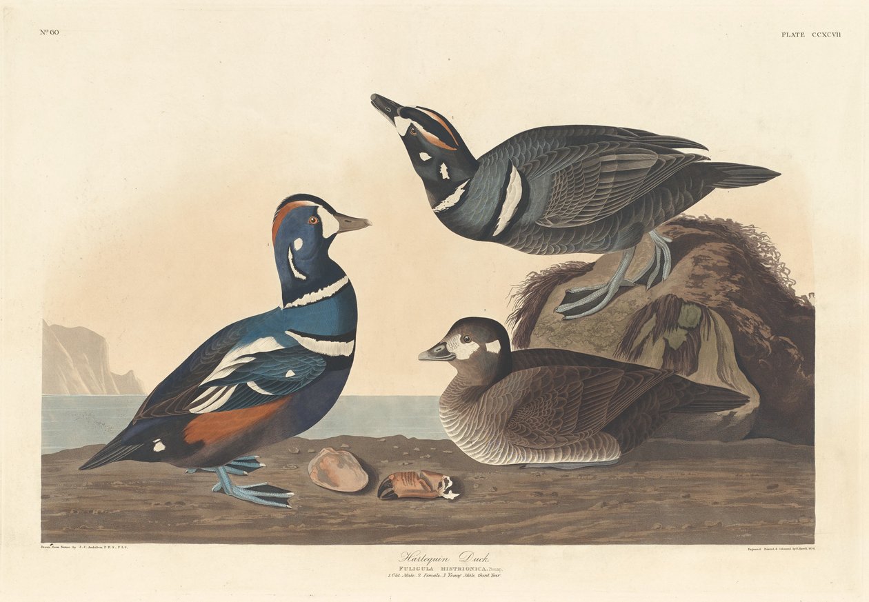 Harlekiiniankka tekijältä Robert Havell after John James Audubon
