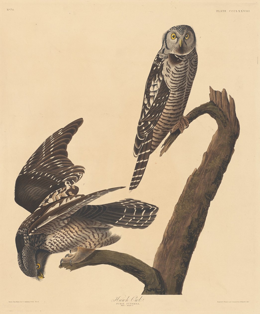 Haukkapöllö tekijältä Robert Havell after John James Audubon