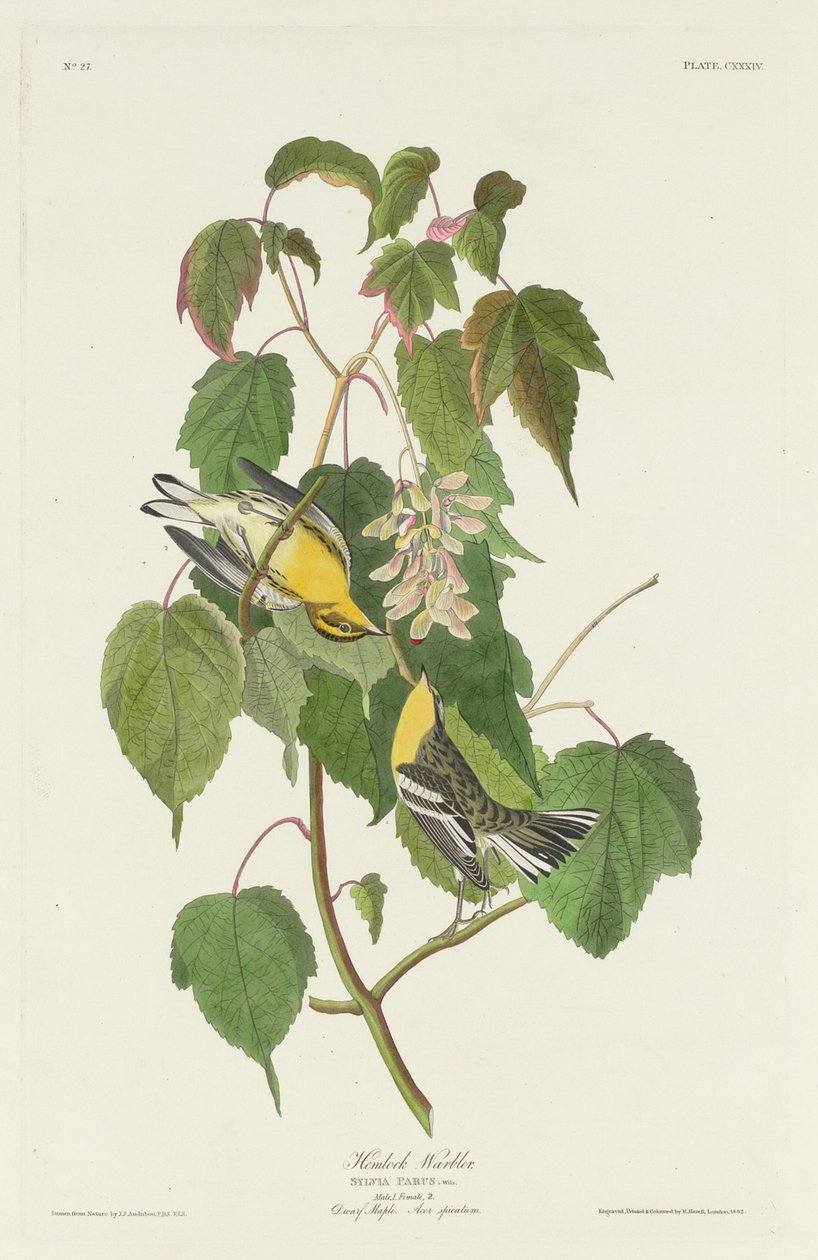 Hemlock Warbler tekijältä Robert Havell after John James Audubon