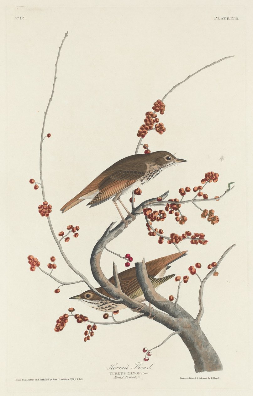 Erakko sammas tekijältä Robert Havell after John James Audubon