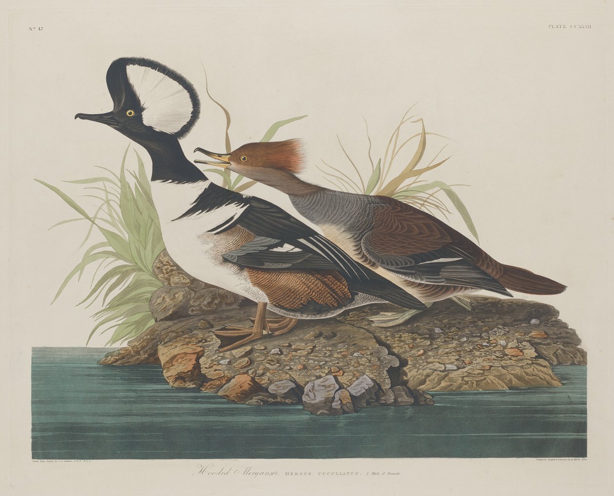 Hupullinen Merganser tekijältä Robert Havell after John James Audubon