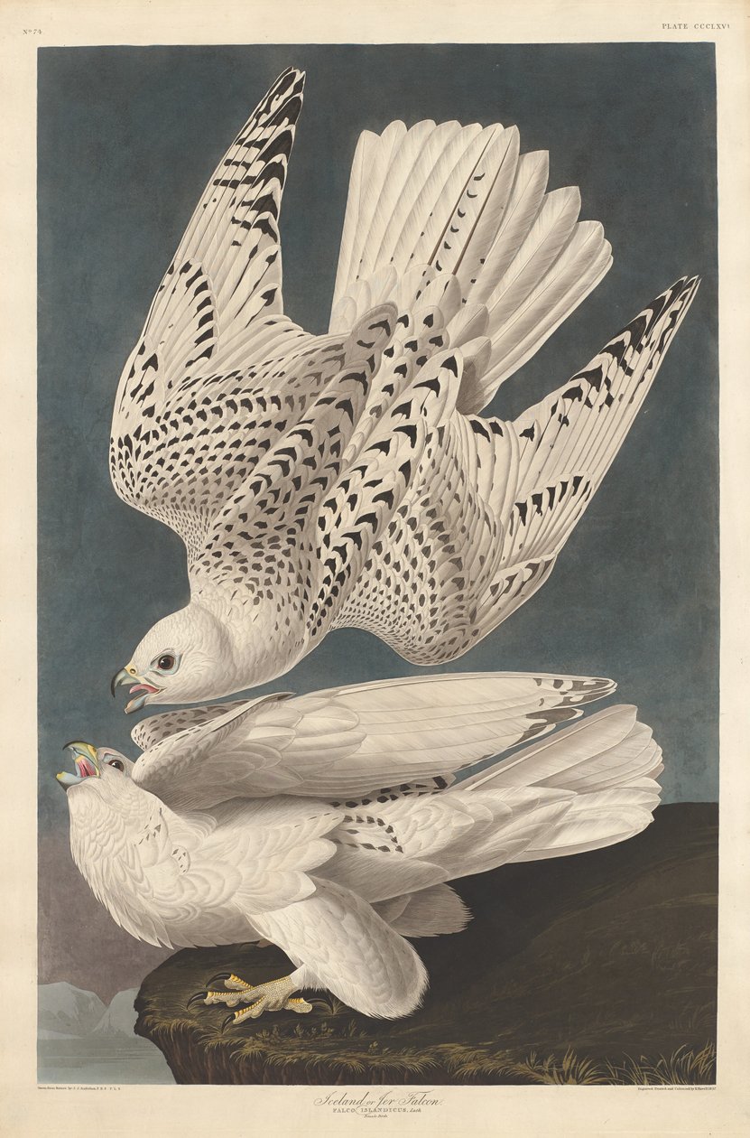 Islanti tai Jer Falcon tekijältä Robert Havell after John James Audubon