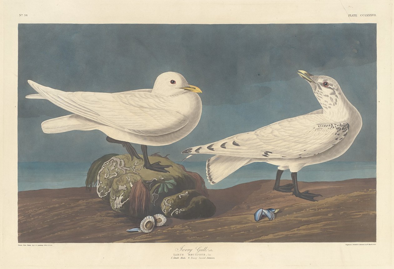 Norsunluulokki tekijältä Robert Havell after John James Audubon
