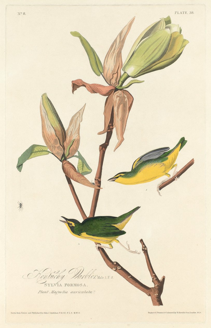 Kentucky Warbler tekijältä Robert Havell after John James Audubon
