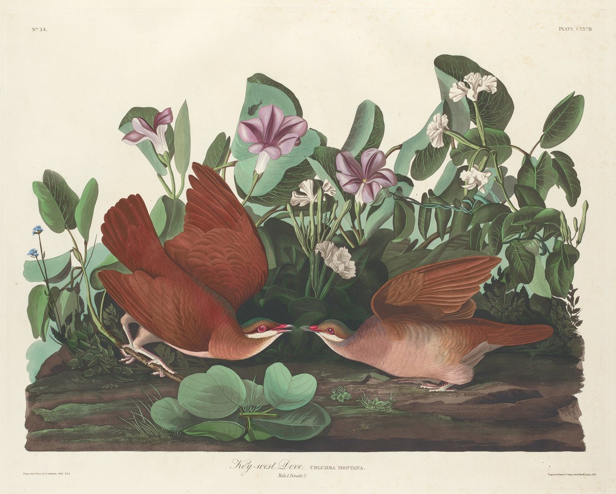 Key-west Dove tekijältä Robert Havell after John James Audubon