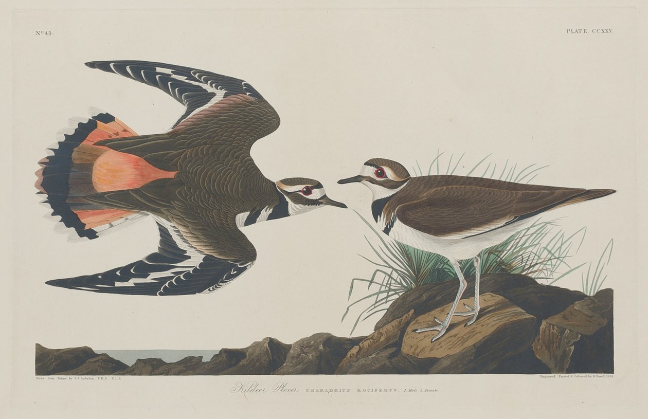 Kildeer Plover tekijältä Robert Havell after John James Audubon