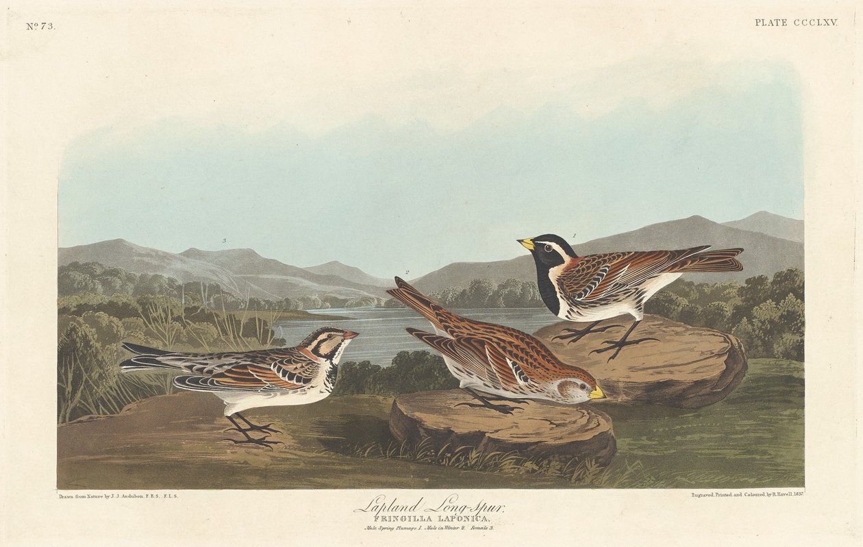 Lapin Longspur tekijältä Robert Havell after John James Audubon