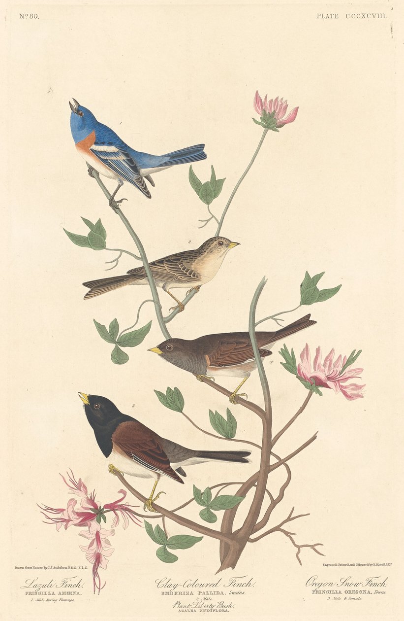 Lazulipeippo, savenvärinen peippo ja Oregon Snow Finch tekijältä Robert Havell after John James Audubon