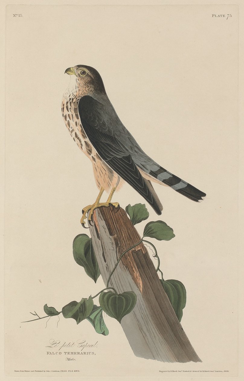 Pikku Korpraali tekijältä Robert Havell after John James Audubon