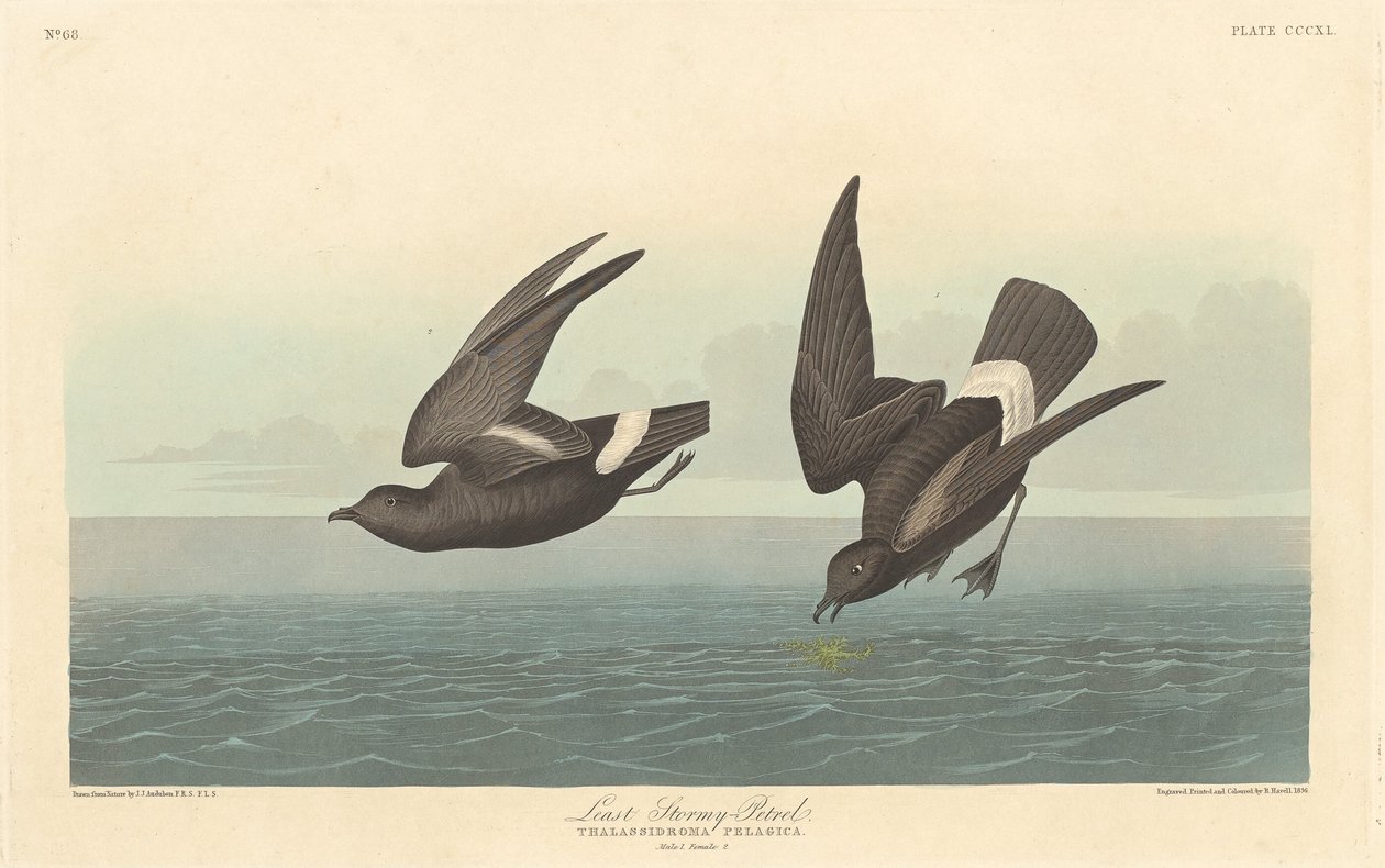 Vähiten Stormy Petrel tekijältä Robert Havell after John James Audubon