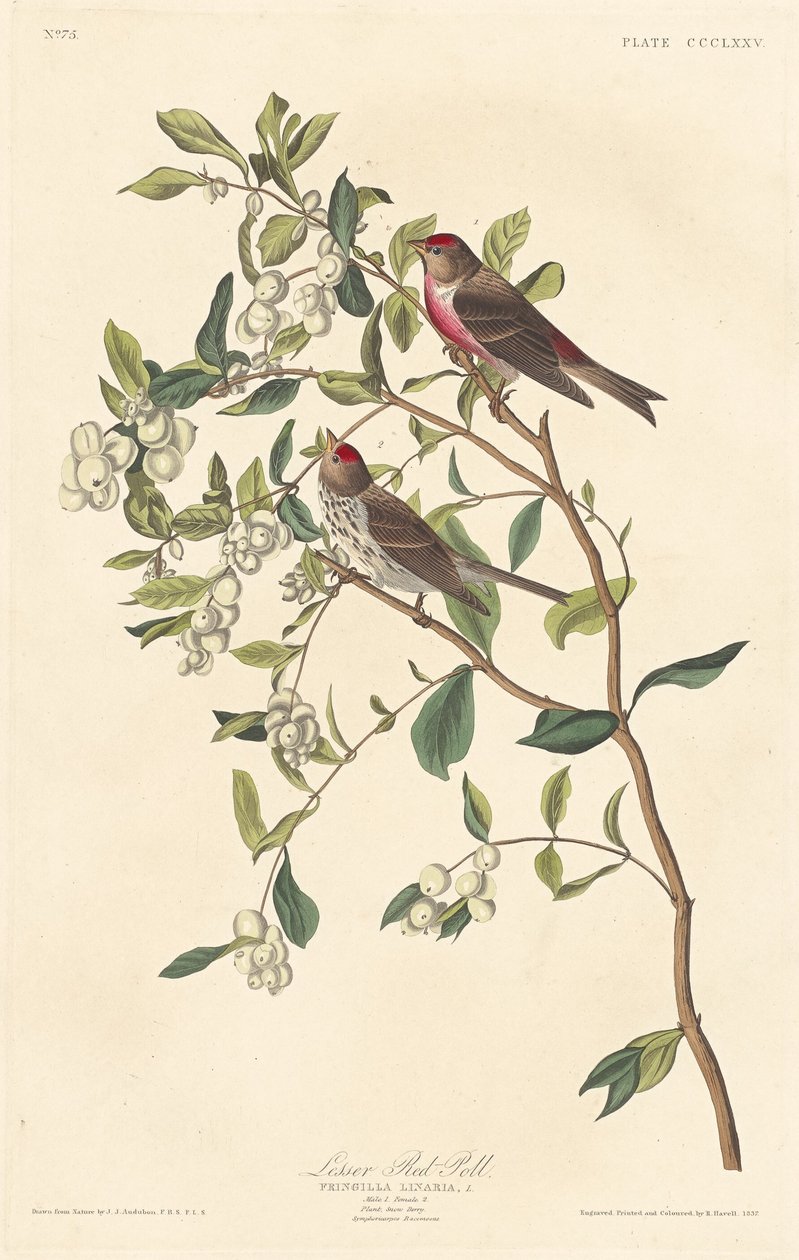 Lesser Red-kysely tekijältä Robert Havell after John James Audubon