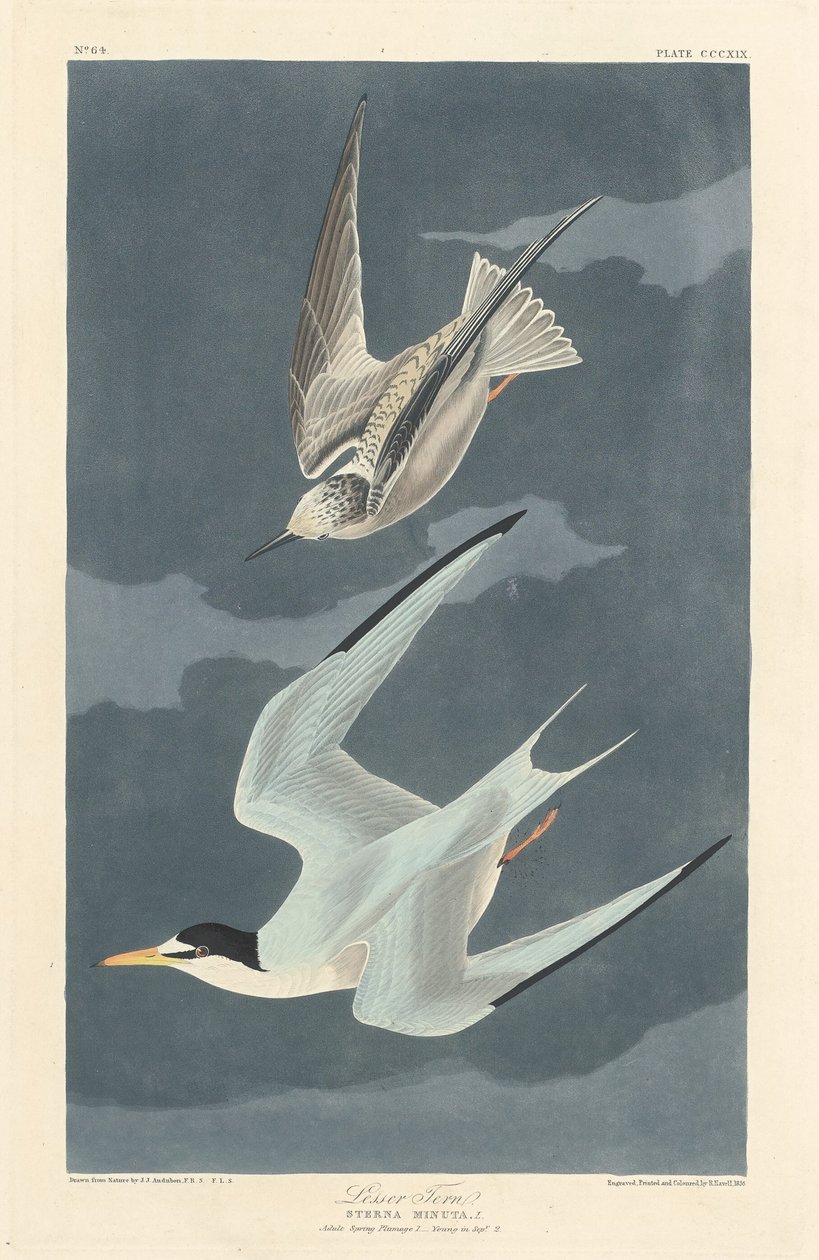 Pikkutiira tekijältä Robert Havell after John James Audubon