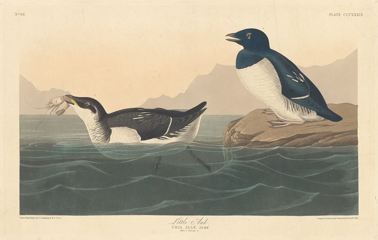 Pikku Auk tekijältä Robert Havell after John James Audubon