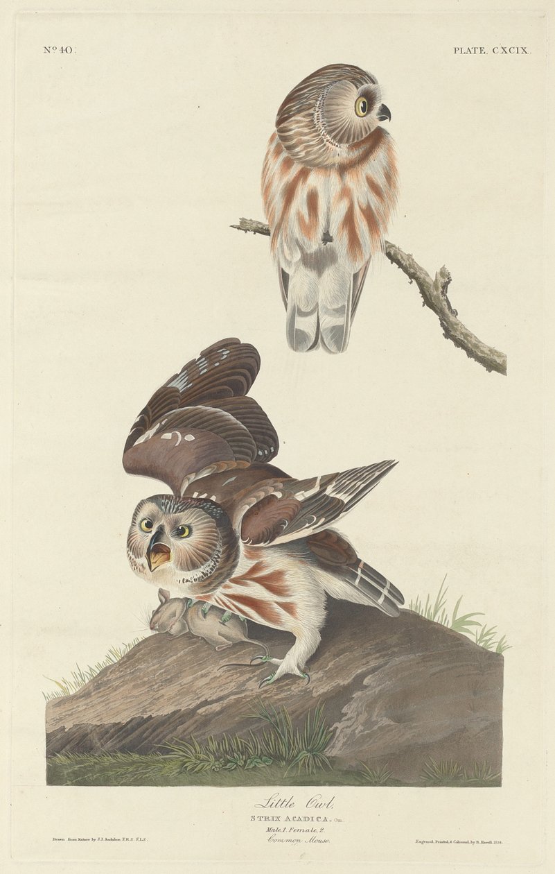Pikku Pöllö tekijältä Robert Havell after John James Audubon