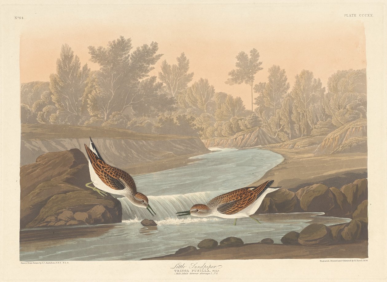 Pikku Sandpiper tekijältä Robert Havell after John James Audubon