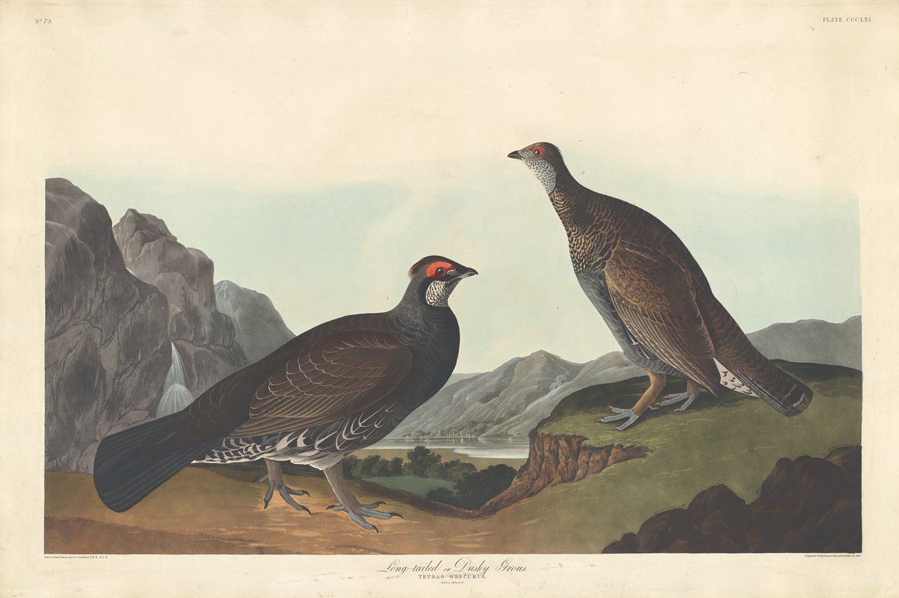 Pitkähäntäinen tai Dusky Grouse tekijältä Robert Havell after John James Audubon