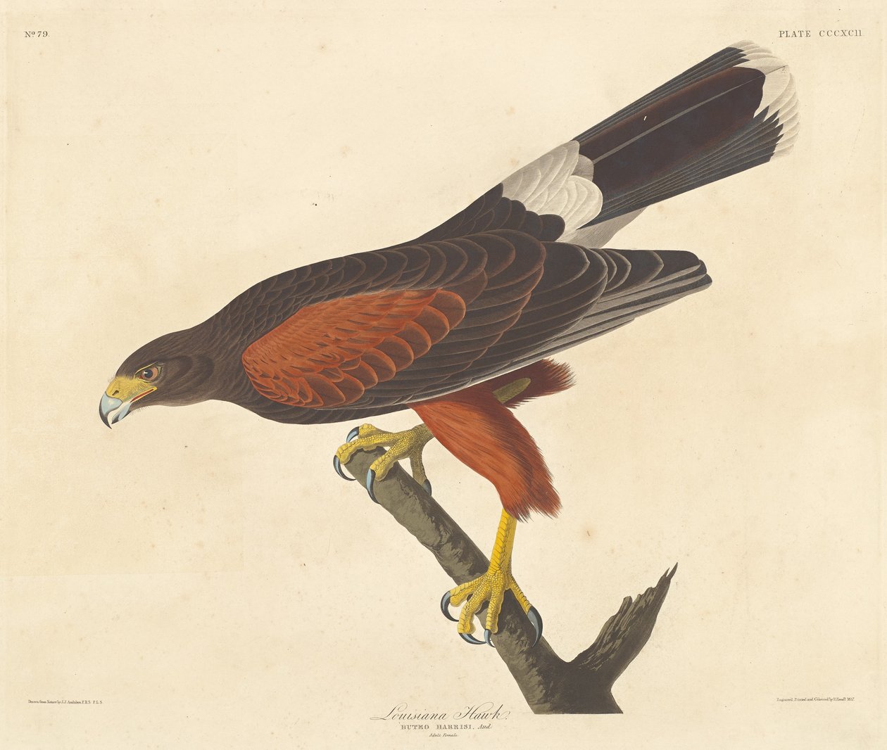 Louisiana Hawk tekijältä Robert Havell after John James Audubon