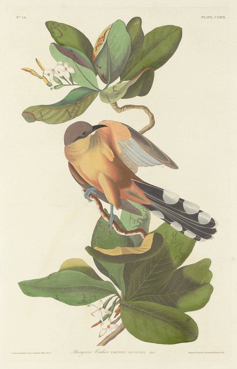 Mangrove-käki tekijältä Robert Havell after John James Audubon