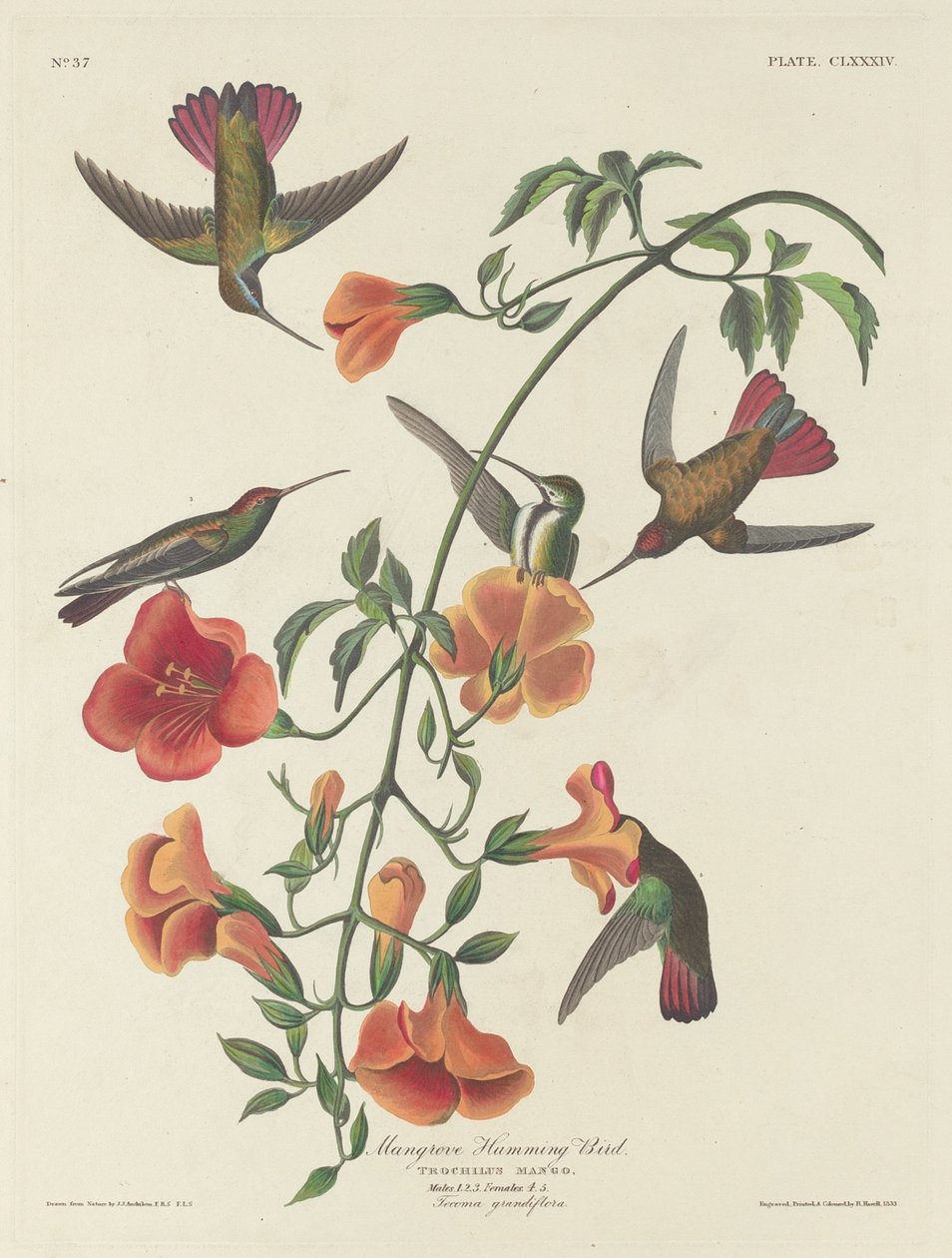 Mangrove Hummingbird tekijältä Robert Havell after John James Audubon