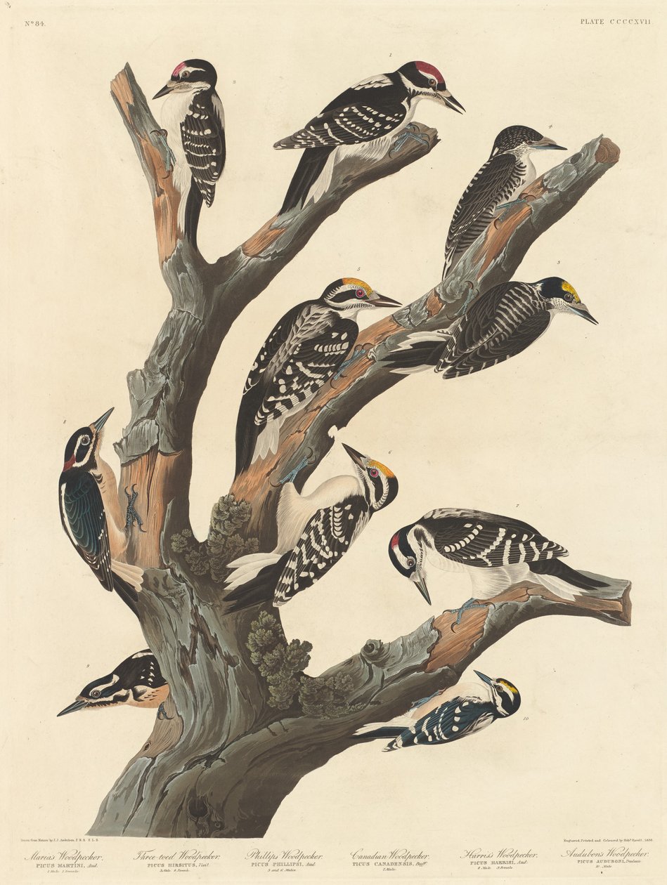 Marian tikka tekijältä Robert Havell after John James Audubon
