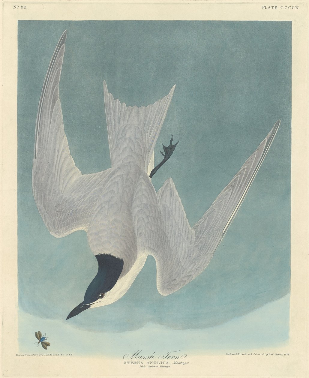 Marsh Ternfinnish tekijältä Robert Havell after John James Audubon