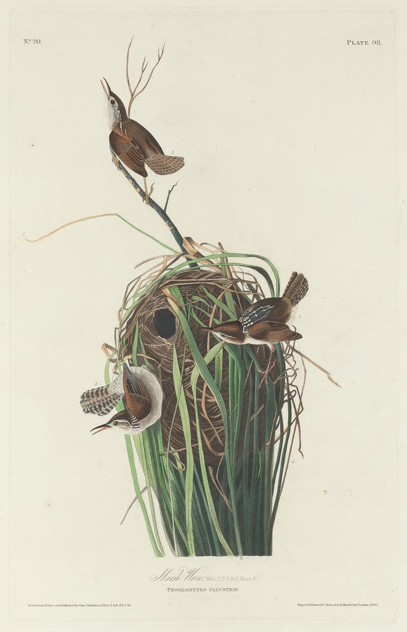Marsh Wren tekijältä Robert Havell after John James Audubon