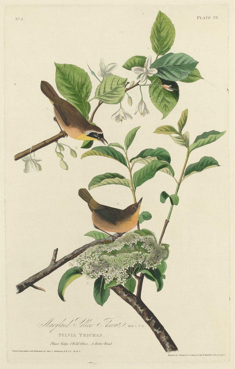 Marylandin keltainen kurkku tekijältä Robert Havell after John James Audubon