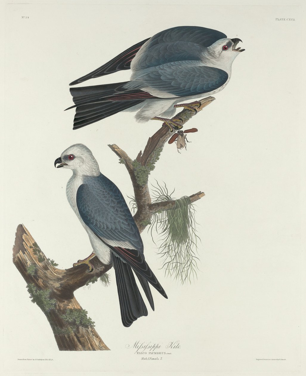 Mississippi-leija tekijältä Robert Havell after John James Audubon