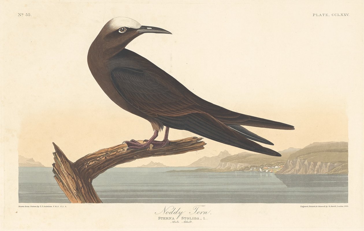 Noddy Tern tekijältä Robert Havell after John James Audubon