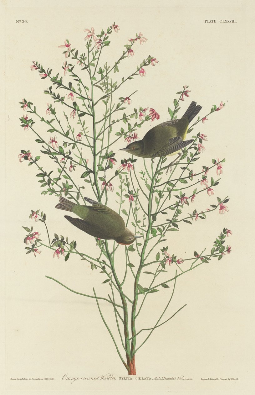 Oranssikruunuinen parta tekijältä Robert Havell after John James Audubon