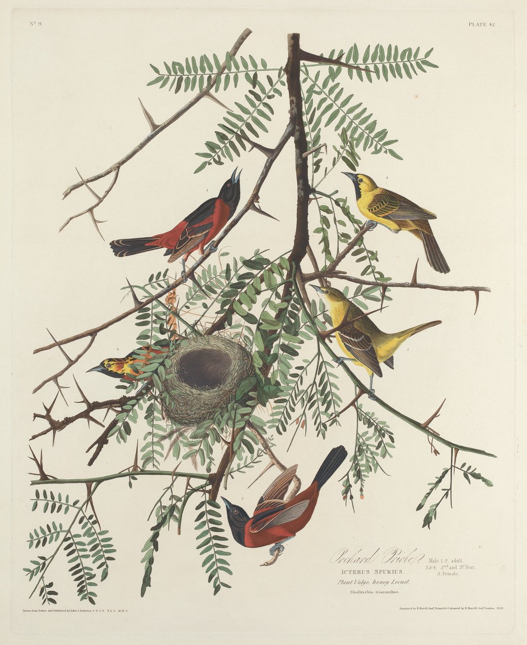 Orchard Oriole tekijältä Robert Havell after John James Audubon