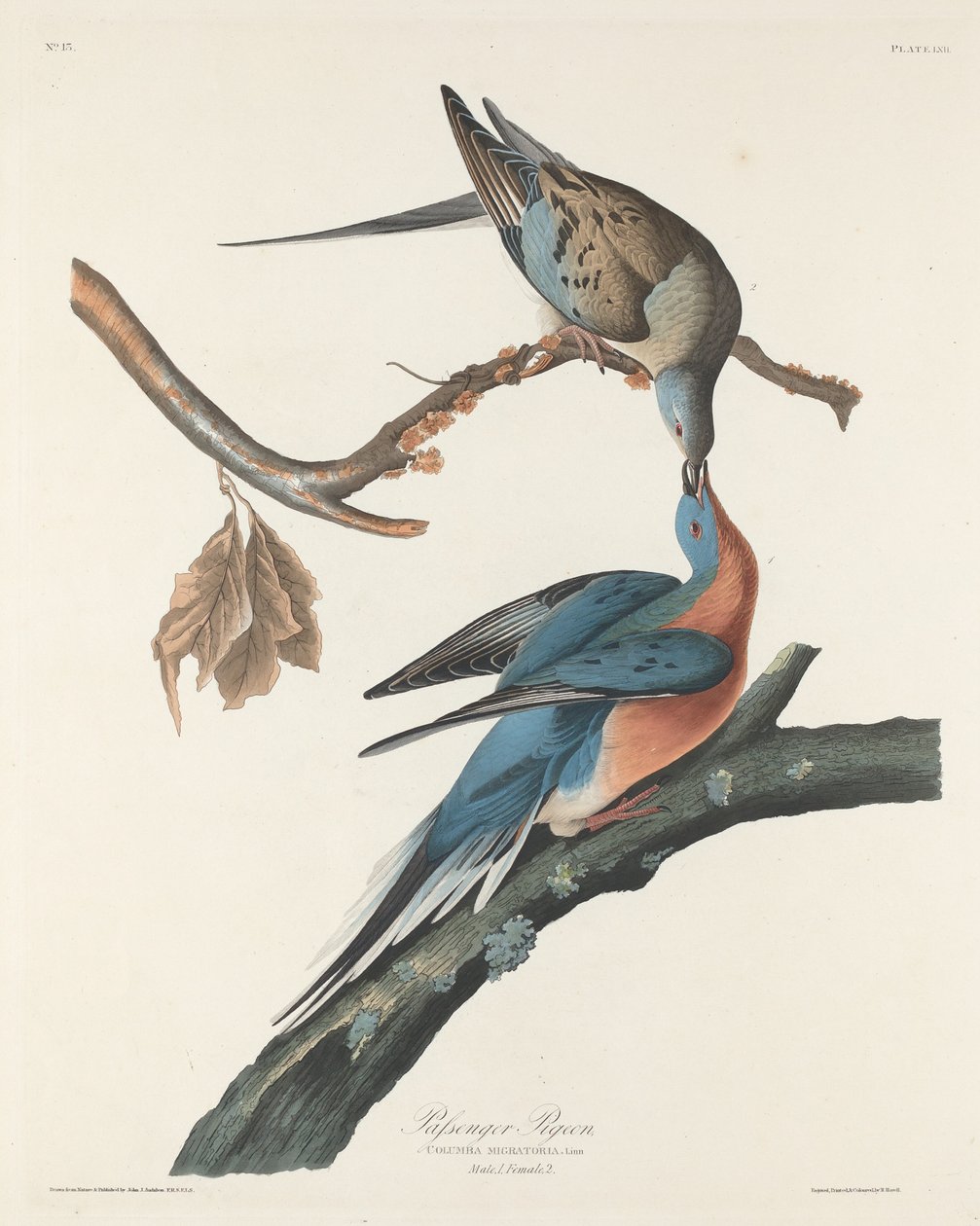 Matkustajakyyhkynen tekijältä Robert Havell after John James Audubon
