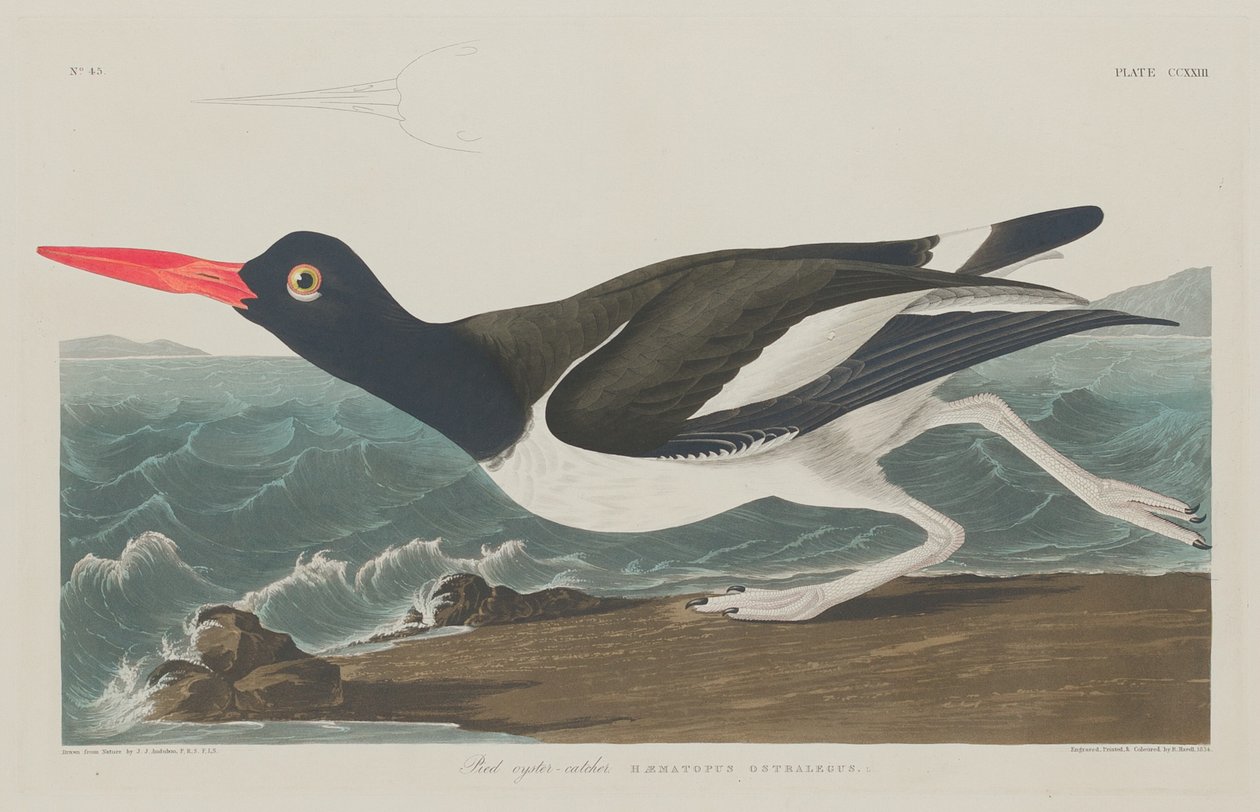 Pied osterisieppaaja tekijältä Robert Havell after John James Audubon