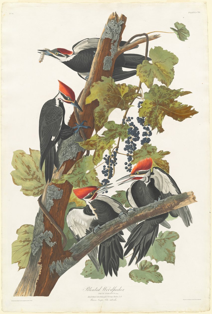 Kasattu tikka tekijältä Robert Havell after John James Audubon
